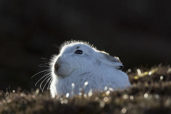 13132666. Mountain Hare - adult hare in winter coat - Cairngorms National park