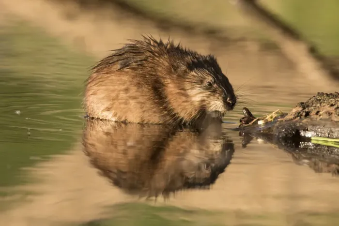 Framed Print : 13132667. Muskrat - adult in shallow water - Germany Date Framed Print : 13132667. Muskrat - adult in shallow water - Germany Date