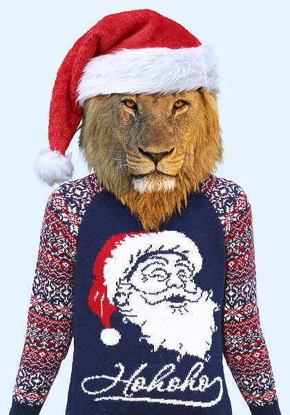 13132669. Lion, male wearing Christmas jumper and Christmas hat Date