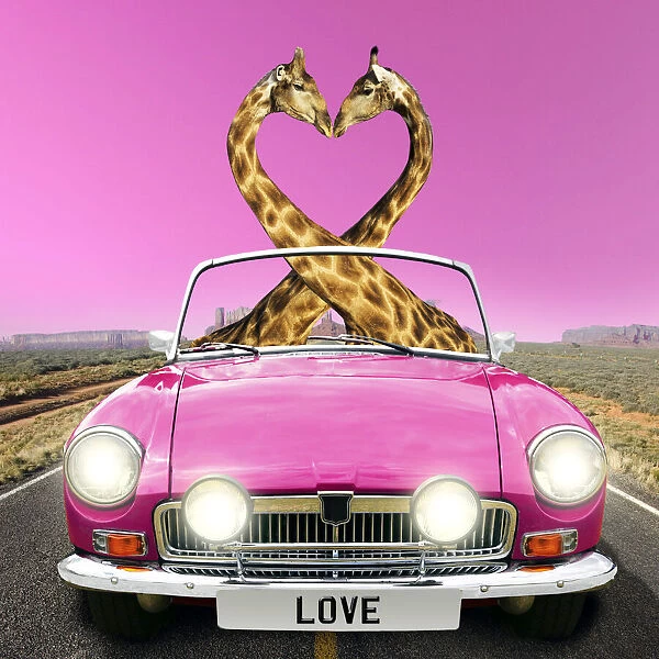 13132672. Giraffe pair necks in the shape of a heart, driving car, kissing Date