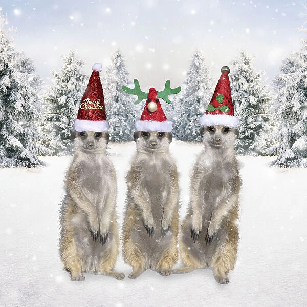 13132674. Meerkats with Christmas hats in winter snow scene Date