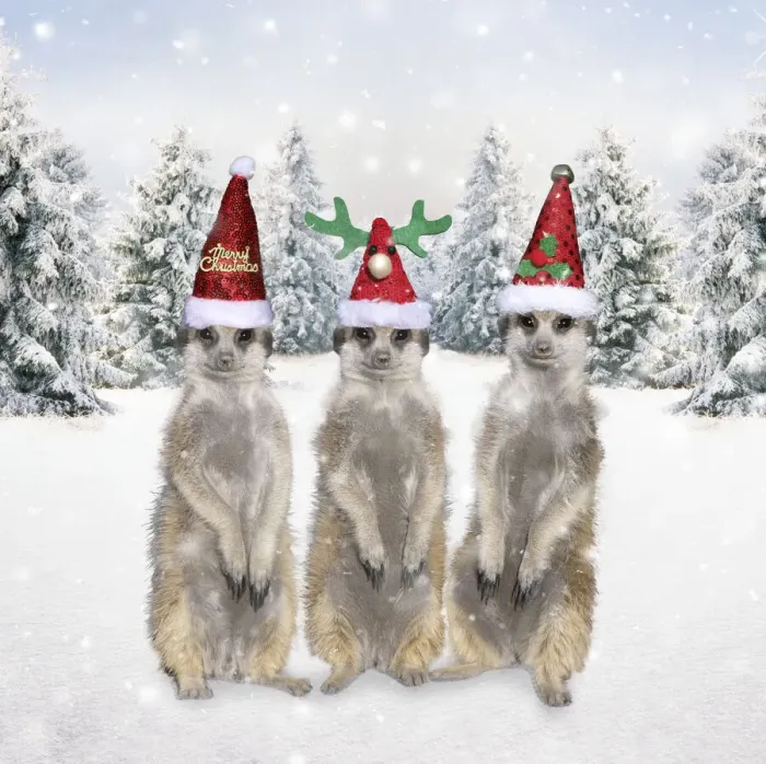 Framed Print : 13132674. Meerkats with Christmas hats in winter snow scene Date Framed Print : 13132674. Meerkats with Christmas hats in winter snow scene Date