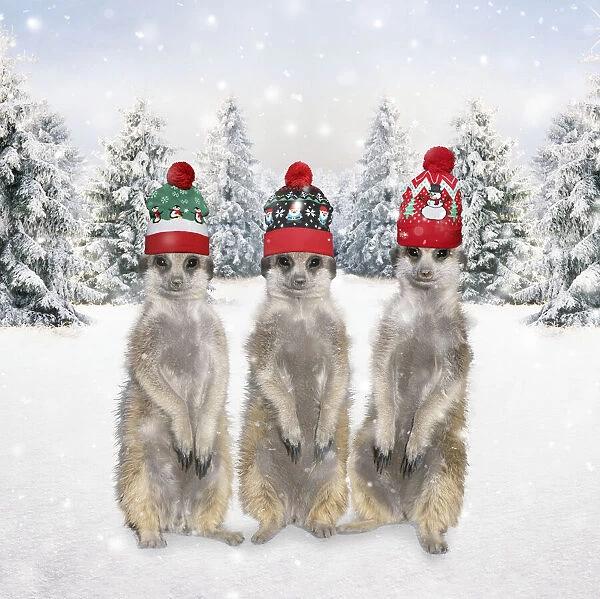 13132675. Meerkats with Christmas hats in winter snow scene Date