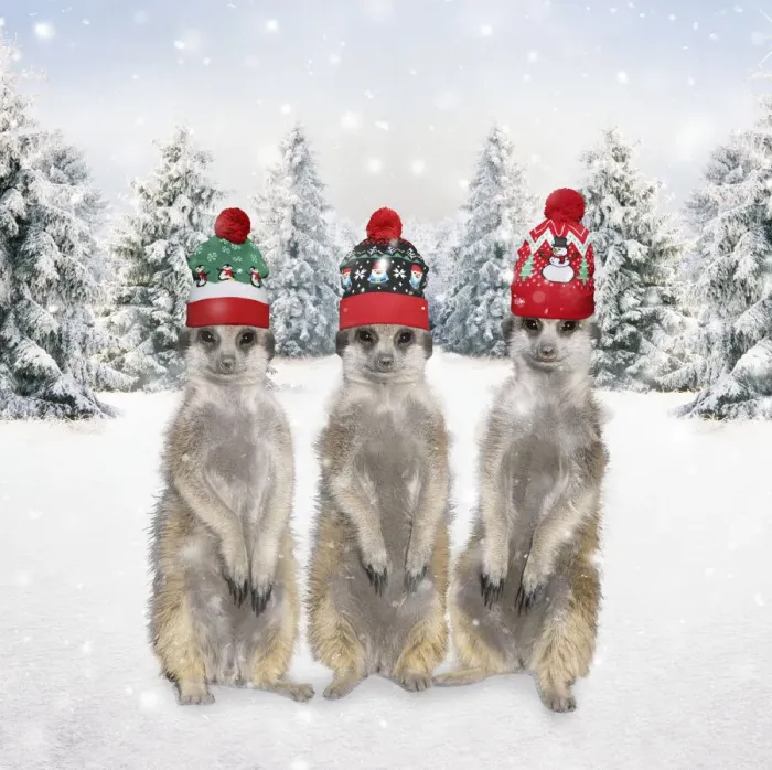 Framed Print : 13132675. Meerkats with Christmas hats in winter snow scene Date Framed Print : 13132675. Meerkats with Christmas hats in winter snow scene Date