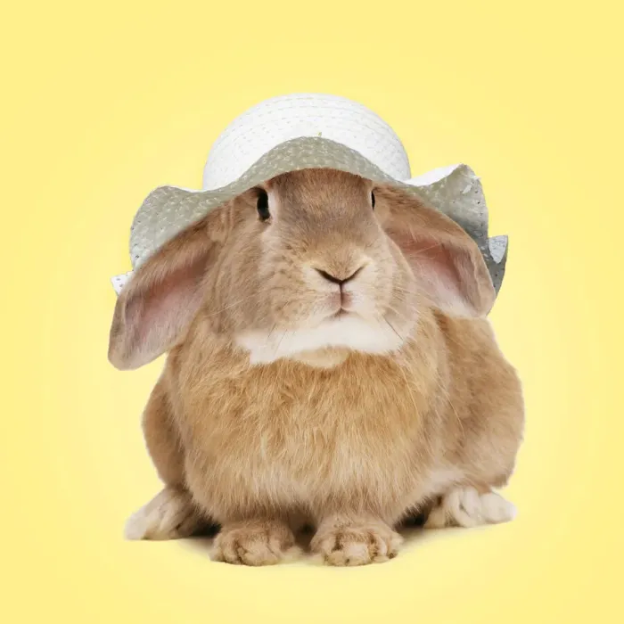 Framed Print : 13132676. Domestic Rabbit wearing an Easter bonnet Date Framed Print : 13132676. Domestic Rabbit wearing an Easter bonnet Date