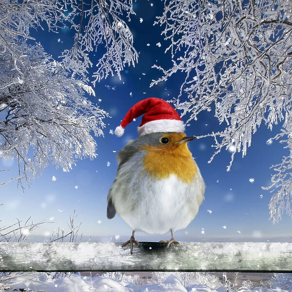 13132677. Robin, perched on fence wearing Christmas hat in snow Date