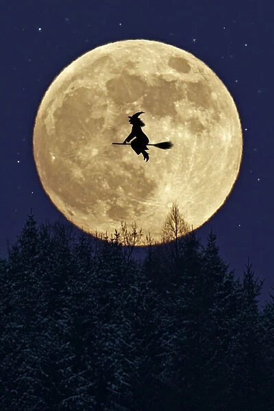 13132678. Witch flying on broomstick past a full moon, above forest in winter. Date