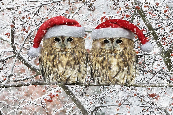 13132680. Tawny Owl, pair perched on branch with Christmas hats in winter snow Date
