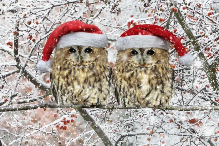 Framed Print : 13132680. Tawny Owl, pair perched on branch with Christmas hats in winter snow Date