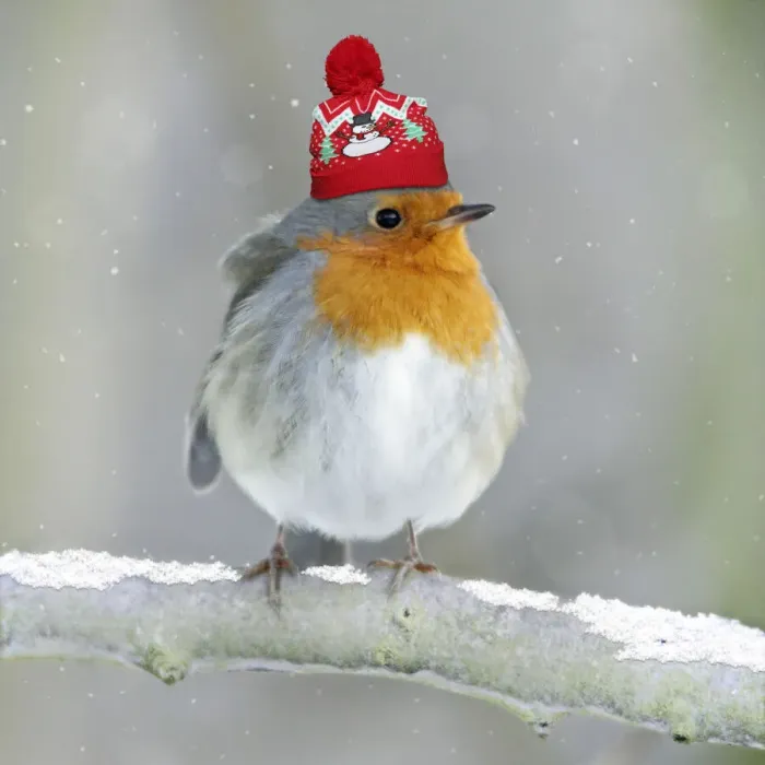 Framed Print : 13132681. Robin - perched on branch in snow with Christmas bobble hat Date Framed Print : 13132681. Robin - perched on branch in snow with Christmas bobble hat Date