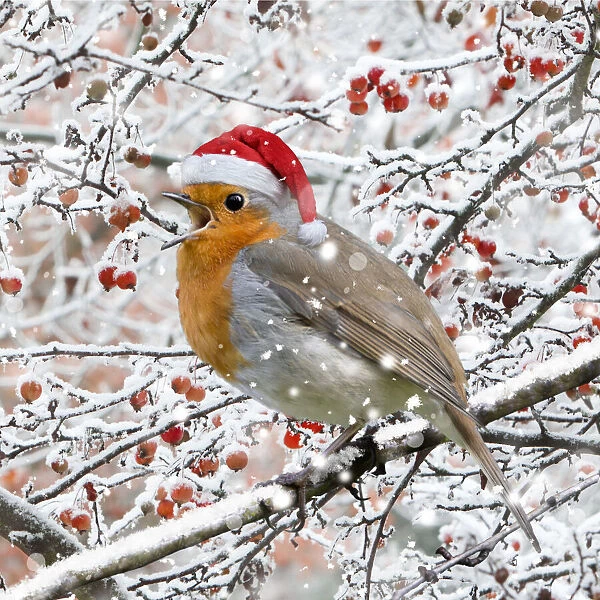 13132682. Robin, perched on branch wearing Christmas hat singing in winter snow Date