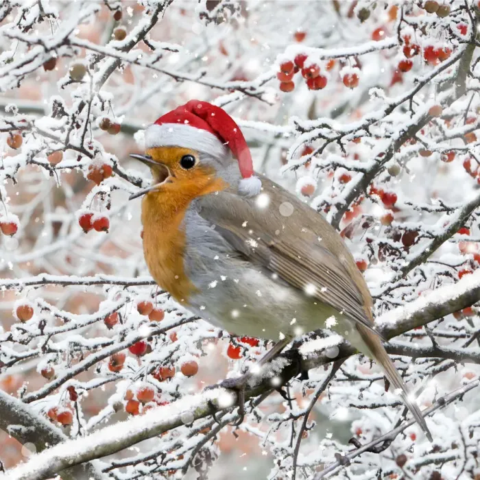 Framed Print : 13132682. Robin, perched on branch wearing Christmas hat singing in winter snow Date Framed Print : 13132682. Robin, perched on branch wearing Christmas hat singing in winter snow Date