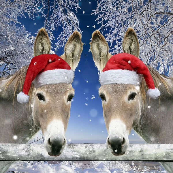 13132685. Two Donkeys - looking over fence wearing Christmas hats in snow Date
