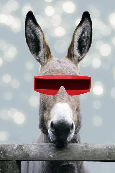 13132686. Donkey - looking over fence wearing futuristic sunglasses Date