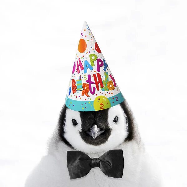 13132691. Emperor Penguin, chick wearing Happy Birthday party hat Date