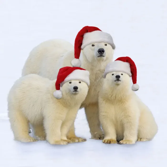 Framed Print : 13132694. Polar Bear - adult female with one year old cubs wearing Christmas hats Date Framed Print : 13132694. Polar Bear - adult female with one year old cubs wearing Christmas hats Date