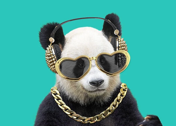 13132695. Giant Panda, wearing gold headphones heart-shaped sunglasses and chain Date