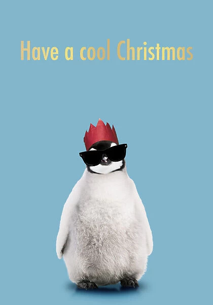 13132698. Emperor Penguin, Young smiling with Christmas party hat and sunglasses Date