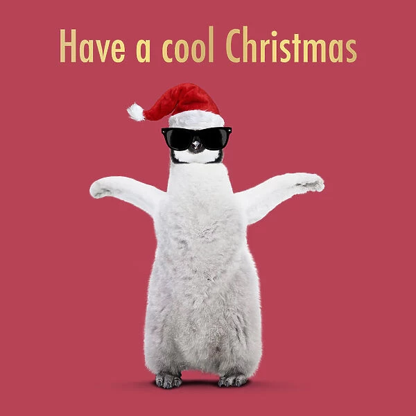 13132699. Emperor Penguin, young arms raised with Christmas hat and sunglasses Date