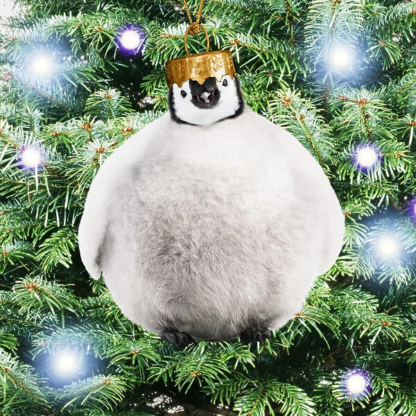 13132701. Emperor Penguin, Young chick as a bauble Date