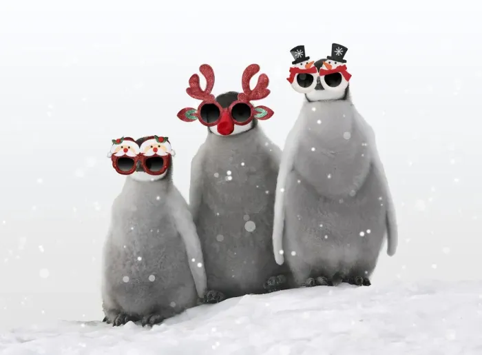 Framed Print : 13132702. Emperor Penguin, chicks wearing Christmas glasses in winter snow Date Framed Print : 13132702. Emperor Penguin, chicks wearing Christmas glasses in winter snow Date