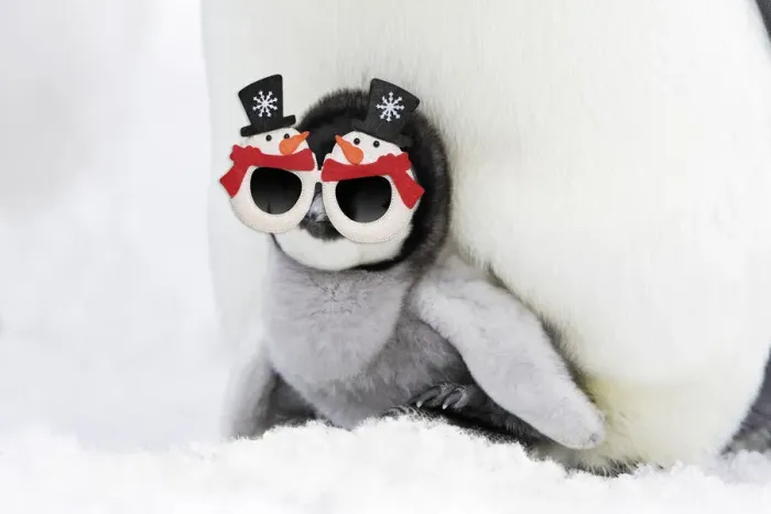 Framed Print : 13132703. Emperor Penguin - chick sheltering on adult's feet with woolly hat Date
