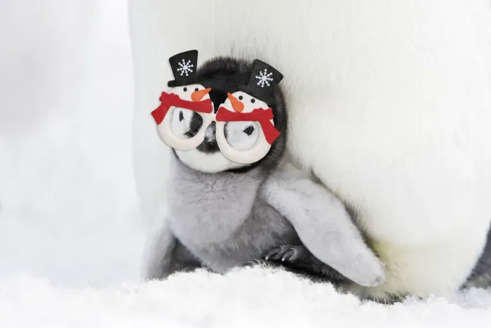 Framed Print : 13132704. Emperor Penguin - chick sheltering on adult's feet with woolly hat Date Framed Print : 13132704. Emperor Penguin - chick sheltering on adult's feet with woolly hat Date