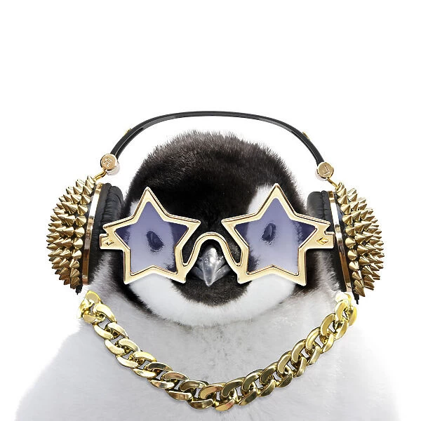 13132708. Emperor Penguin, close-up of chick with gold neclace  /  chain headphones