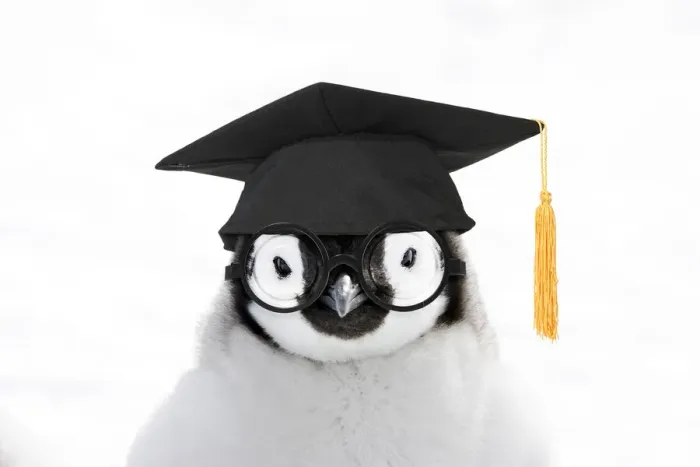 Framed Print : 13132709. Emperor Penguin, close-up of chick wearing glasses amd mortar board Date Framed Print : 13132709. Emperor Penguin, close-up of chick wearing glasses amd mortar board Date