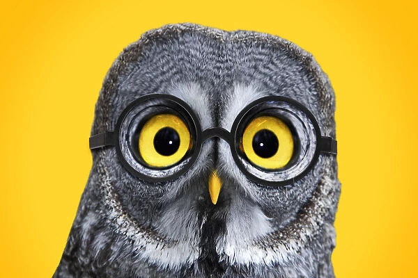 13132711. Great Grey Owl, wearing glsses Date