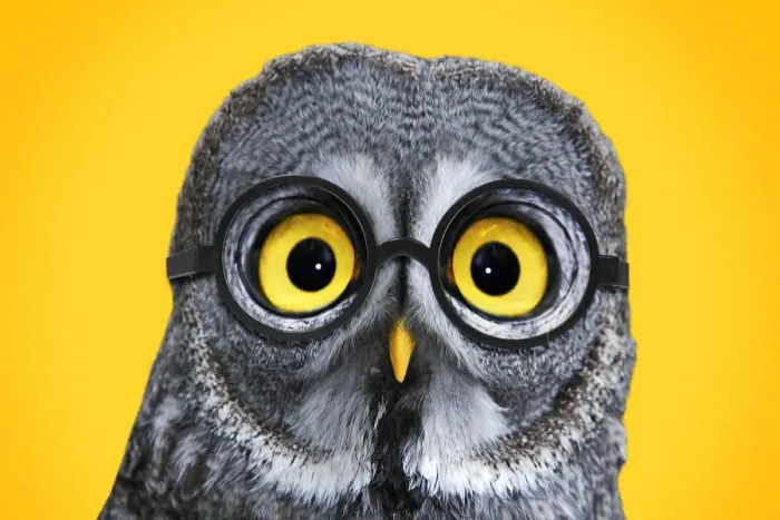 Framed Print : 13132711. Great Grey Owl, wearing glsses Date Framed Print : 13132711. Great Grey Owl, wearing glsses Date