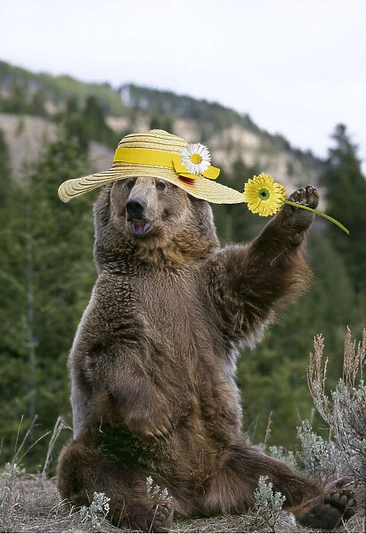 13132712. GRIZZLY BEAR, wearing Easter bonnet holding flower Date