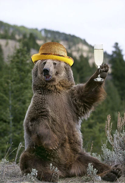 13132713. GRIZZLY BEAR wearing gold bowler hat holding a glass of champagne Date