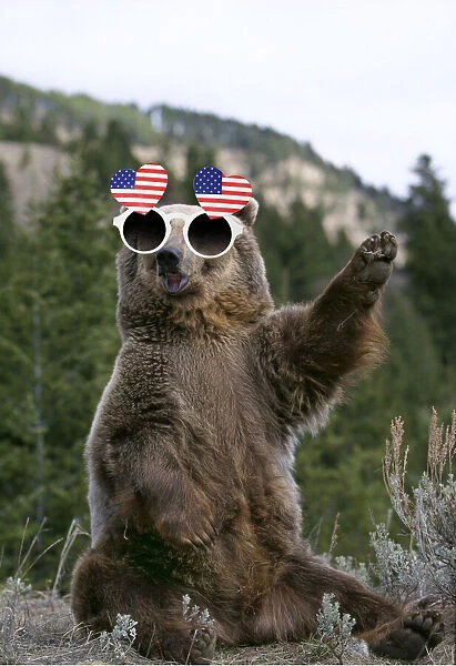 13132714. GRIZZLY BEAR wearing American heart-shaped glasses Date
