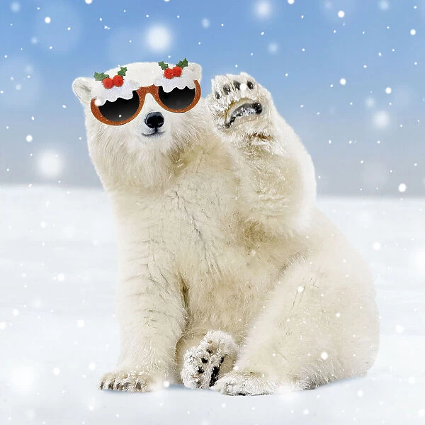 13132716. Polar Bear - young bear waving and wearing Chirstmas glasses Date