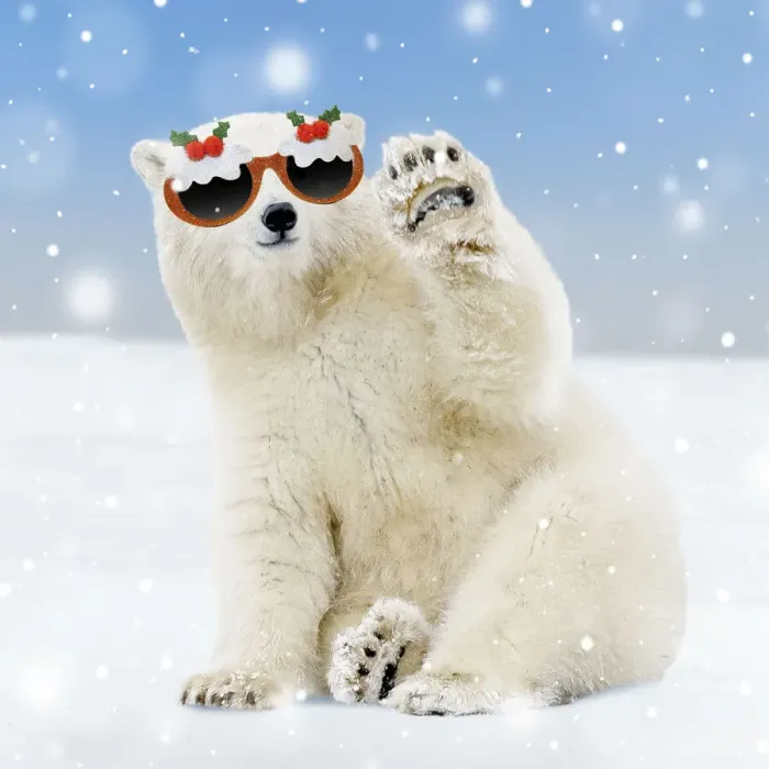 Framed Print : 13132716. Polar Bear - young bear waving and wearing Chirstmas glasses Date Framed Print : 13132716. Polar Bear - young bear waving and wearing Chirstmas glasses Date