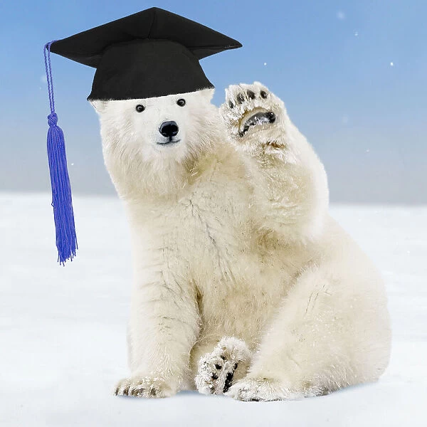 13132717. Polar Bear - young bear waving and wearing a Graduation cap Date