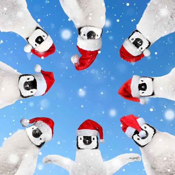 13132719. Group of Penguins wearing Christmas hats in a circle looking down Date