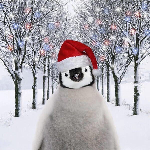 13132720. Penguin chick in Christmas hat in tree-lined avenue with Christmas lights Date