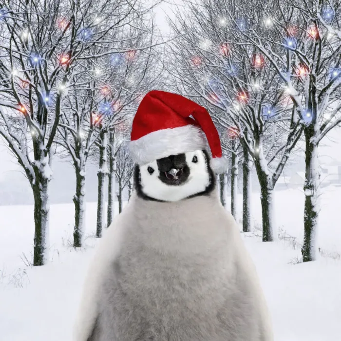Framed Print : 13132720. Penguin chick in Christmas hat in tree-lined avenue with Christmas lights Date Framed Print : 13132720. Penguin chick in Christmas hat in tree-lined avenue with Christmas lights Date
