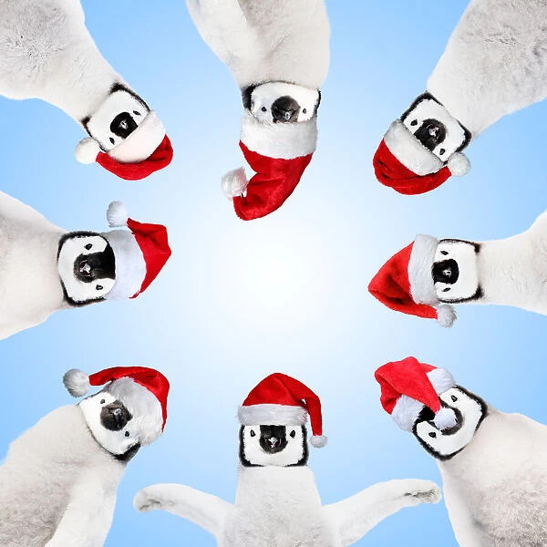 13132721. Penguin chicks wearing Christmas hats in a circle looking down Date