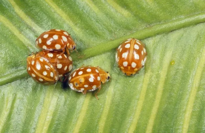 Framed Print : 14-spot Ladybird - aggregation UK Framed Print : 14-spot Ladybird - aggregation UK