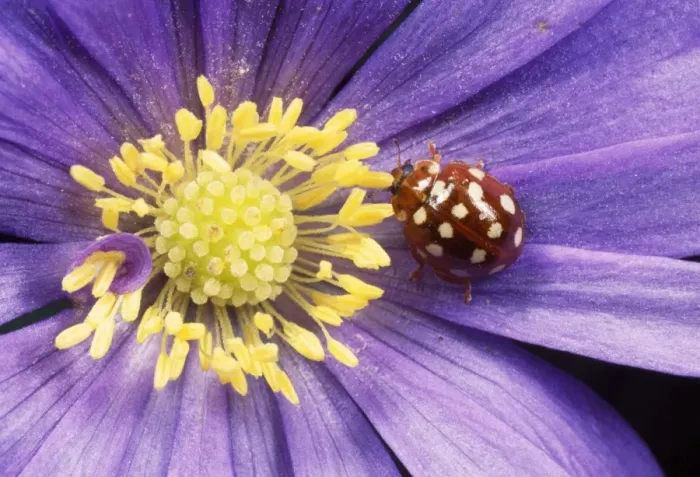 Framed Print : 14-spot Ladybird - on anemone flower UK Framed Print : 14-spot Ladybird - on anemone flower UK