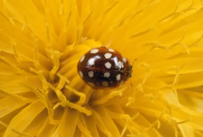 Framed Print : 14-spot Ladybird - on Dandelion flower UK Framed Print : 14-spot Ladybird - on Dandelion flower UK