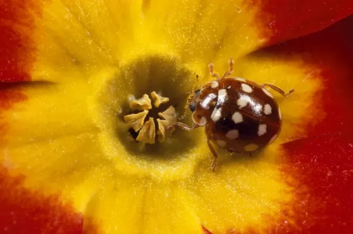 Framed Print : 14-spot Ladybird - on primula flower UK
