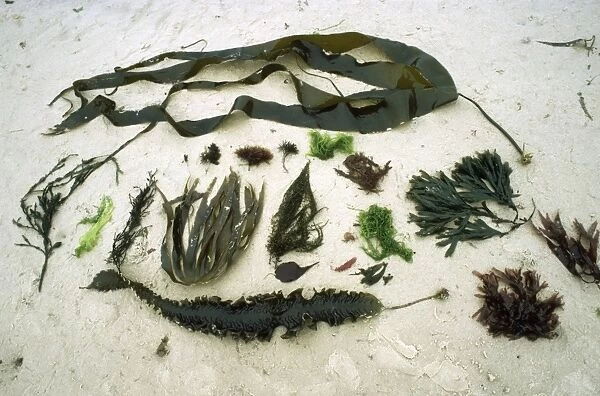 17 species of Seaweed - Jersey coasy
