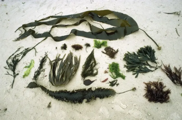 Framed Print : 17 species of Seaweed - Jersey coasy Framed Print : 17 species of Seaweed - Jersey coasy