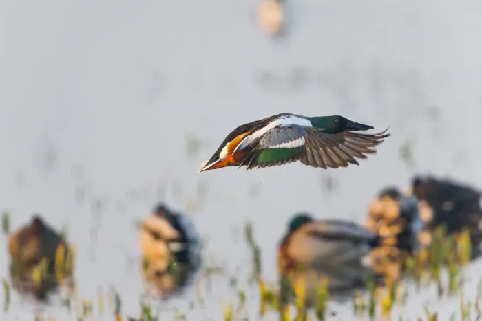 Framed Print : 1802_0047. Northern Shoveler - drake in flight taking off Framed Print : 1802_0047. Northern Shoveler - drake in flight taking off