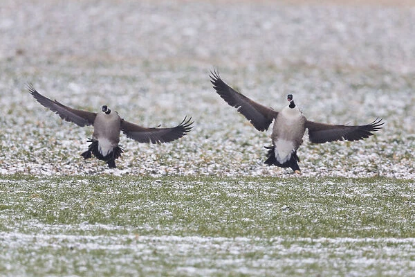 1803_0023. Canada Goose - two birds landing on snow covered field
