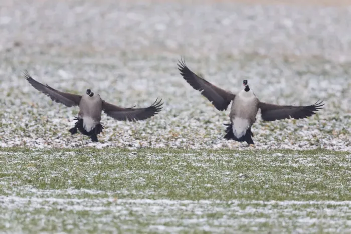 Framed Print : 1803_0023. Canada Goose - two birds landing on snow covered field Framed Print : 1803_0023. Canada Goose - two birds landing on snow covered field
